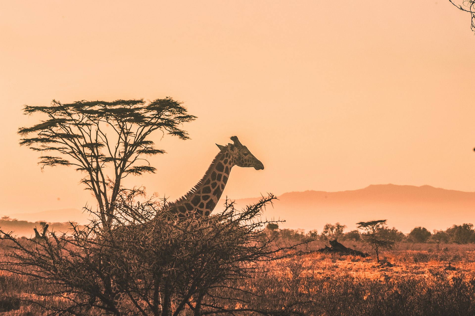 Shai Hills Safari